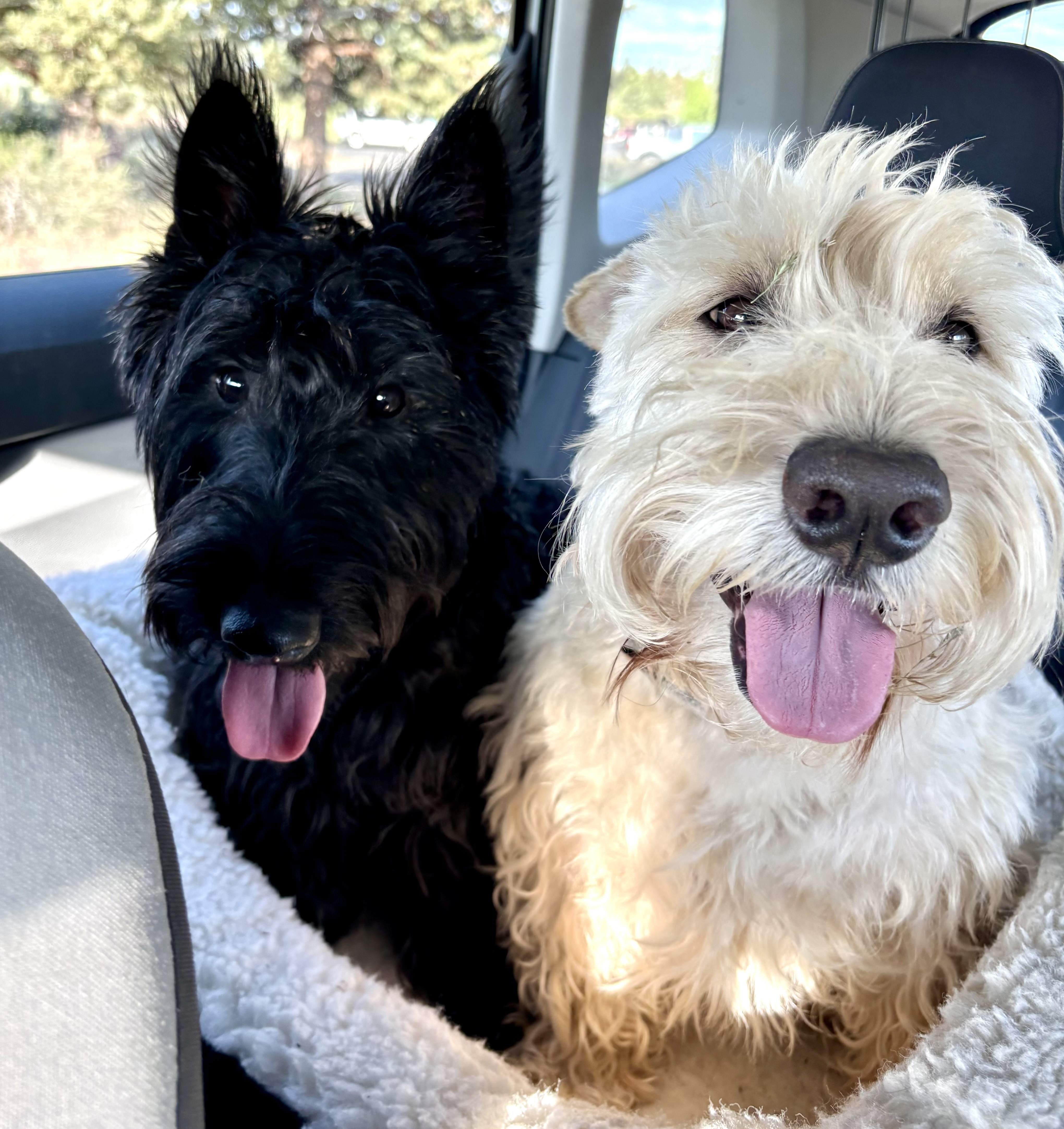 Amy's two terriers riding shotgun on a sunny day